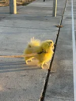 Koko AKC , a male Pomeranian for sale in Brighton, CO – Photo 4 of 5