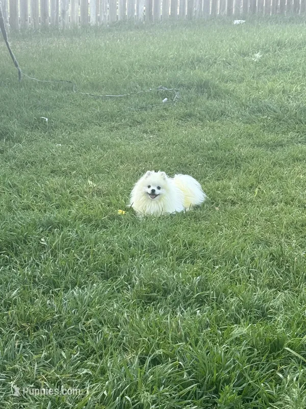 Koko AKC  – Pomeranian puppy for sale in Brighton, CO