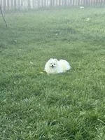 Koko AKC , a male Pomeranian for sale in Brighton, CO – Photo 1 of 5