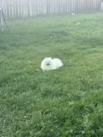 Koko AKC , a male Pomeranian for sale in Brighton, CO – Photo 3 of 5