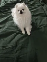 Koko AKC , a male Pomeranian for sale in Brighton, CO – Photo 5 of 5