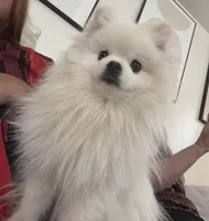 Koko AKC , a male Pomeranian for sale in Brighton, CO – Photo 2 of 5