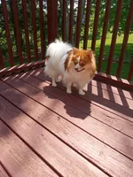 Layla , a female Pomeranian for sale in Rothschild, WI – 3 of 5