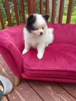 Pom F1, a female Pomeranian for sale in Rothschild, WI – 3 of 9