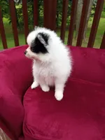 Pom F2, a female Pomeranian for sale in Rothschild, WI – 2 of 8