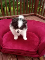Pom M1 , a male Pomeranian for sale in Rothschild, WI – 4 of 8