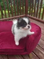 Pom M1 , a male Pomeranian for sale in Rothschild, WI – 2 of 8