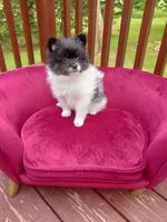 Pom M2, a male Pomeranian for sale in Rothschild, WI – 3 of 8