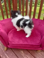 Pom M2, a male Pomeranian for sale in Rothschild, WI – 6 of 8