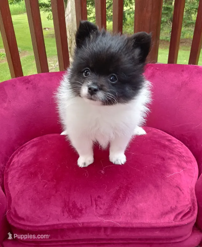 Pom M2 – Pomeranian puppy for sale in Rothschild, WI