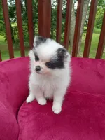 Pom F2, a female Pomeranian for sale in Rothschild, WI – 5 of 8