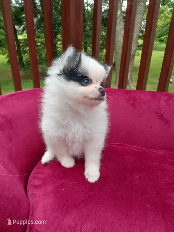 Pom F2 – Pomeranian puppy for sale in Rothschild, WI