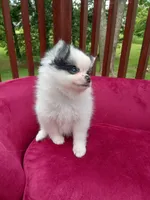 Pom F2, a female Pomeranian for sale in Rothschild, WI – 1 of 8