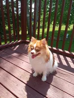 Layla, a female Pomeranian for sale in Rothschild, WI – Photo 1 of 5