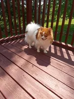 Layla, a female Pomeranian for sale in Rothschild, WI – Photo 3 of 5