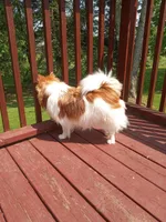 Layla, a female Pomeranian for sale in Rothschild, WI – Photo 5 of 5