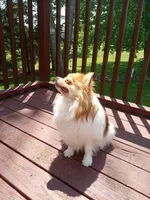 Layla, a female Pomeranian for sale in Rothschild, WI – Photo 4 of 5