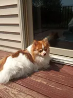 Layla, a female Pomeranian for sale in Rothschild, WI – Photo 2 of 5