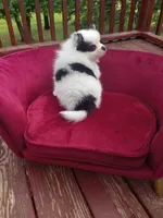 Pom F2, a female Pomeranian for sale in Rothschild, WI – 6 of 8