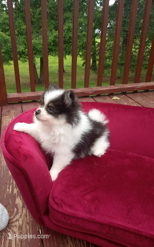 Pom M1  – Pomeranian puppy for sale in Rothschild, WI