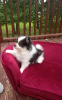 Pom M1 , a male Pomeranian for sale in Rothschild, WI – 1 of 8