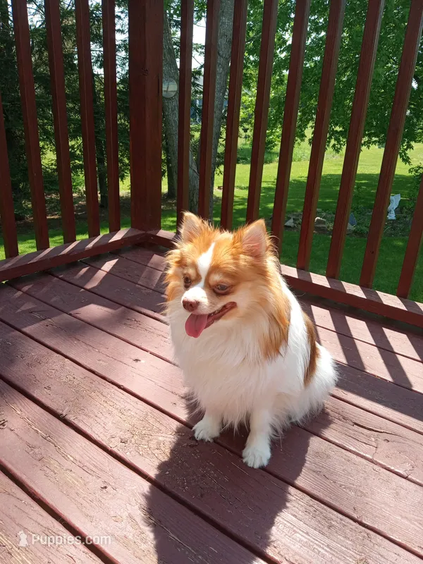 Layla  – Pomeranian puppy for sale in Rothschild, WI