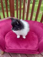 Pom M2, a male Pomeranian for sale in Rothschild, WI – 4 of 8