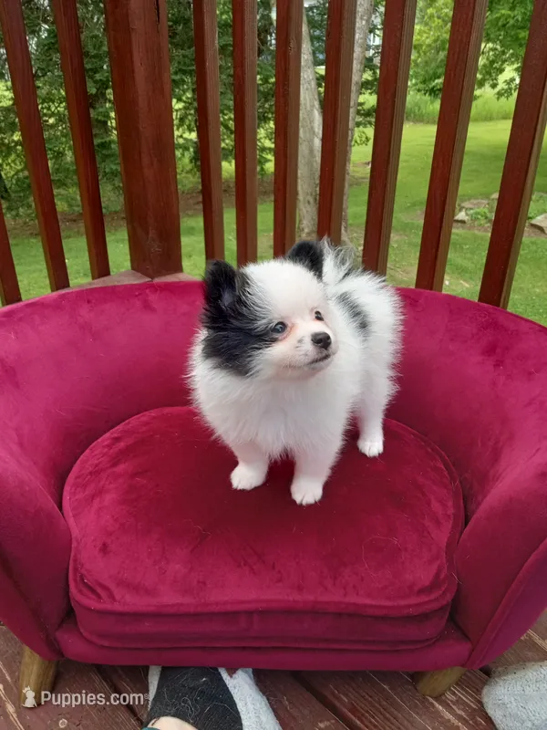 Pom F1 – Pomeranian puppy for sale in Rothschild, WI