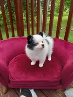 Pom F1, a female Pomeranian for sale in Rothschild, WI – 1 of 9