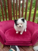 Pom F1, a female Pomeranian for sale in Rothschild, WI – 2 of 9