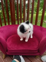 Pom F1, a female Pomeranian for sale in Rothschild, WI – 5 of 9