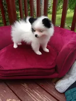 Pom F1, a female Pomeranian for sale in Rothschild, WI – 6 of 9