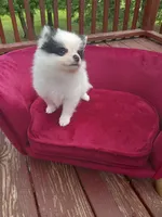 Pom F2, a female Pomeranian for sale in Rothschild, WI – 4 of 8