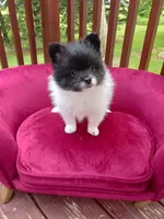 Pom M2, a male Pomeranian for sale in Rothschild, WI – 1 of 8