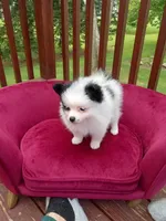 Pom F1, a female Pomeranian for sale in Rothschild, WI – 4 of 9