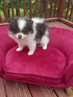 Pom M1 , a male Pomeranian for sale in Rothschild, WI – 6 of 8
