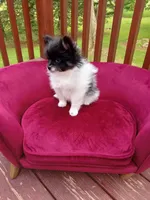 Pom M2, a male Pomeranian for sale in Rothschild, WI – 2 of 8
