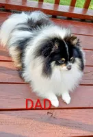 Pom F2, a female Pomeranian for sale in Rothschild, WI – 7 of 8