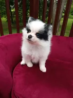 Pom F2, a female Pomeranian for sale in Rothschild, WI – 3 of 8