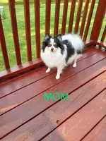 Pom M1 , a male Pomeranian for sale in Rothschild, WI – 7 of 8