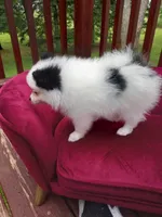 Pom F1, a female Pomeranian for sale in Rothschild, WI – 7 of 9