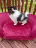 Pom M2, a male Pomeranian for sale in Rothschild, WI – 5 of 8