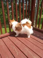 Layla , a female Pomeranian for sale in Rothschild, WI – 4 of 5