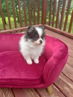 Pom M1 , a male Pomeranian for sale in Rothschild, WI – 3 of 8