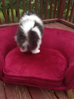 Pom M1 , a male Pomeranian for sale in Rothschild, WI – 5 of 8