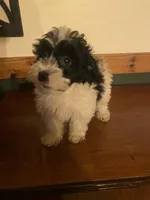 Snoopy, a female Miniature Goldendoodle for sale in Chicago, IL – Photo 2 of 3