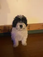 Snoopy, a female Miniature Goldendoodle for sale in Chicago, IL – Photo 3 of 3