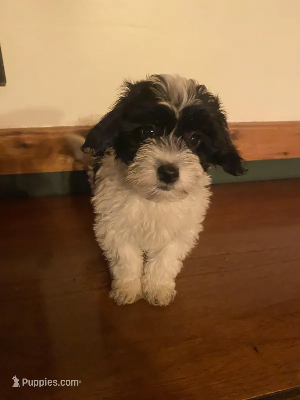 Snoopy – Miniature Goldendoodle puppy for sale in Chicago, IL