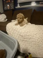 Buddy, a male Cavapoo for sale in Roselle, IL – 3 of 3