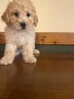 Luna, a female Poochon for sale in Chicago, IL – Photo 1 of 4